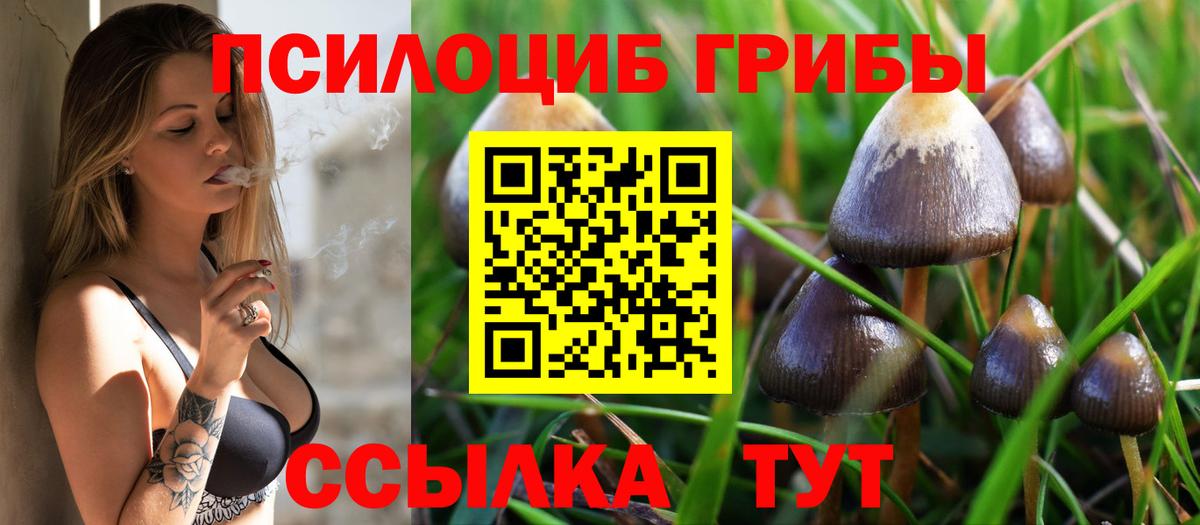 Вязьма  Псилоцибиновые грибы прущие грибы  Вход с VPN 